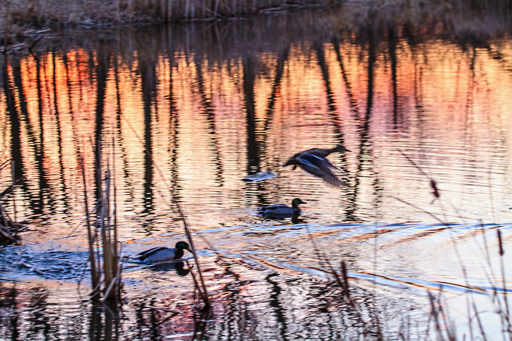 The Pond by tosee