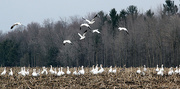 31st Mar 2015 - Snow Geese on this date 2013.
