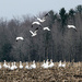 Snow Geese on this date 2013. by hellie