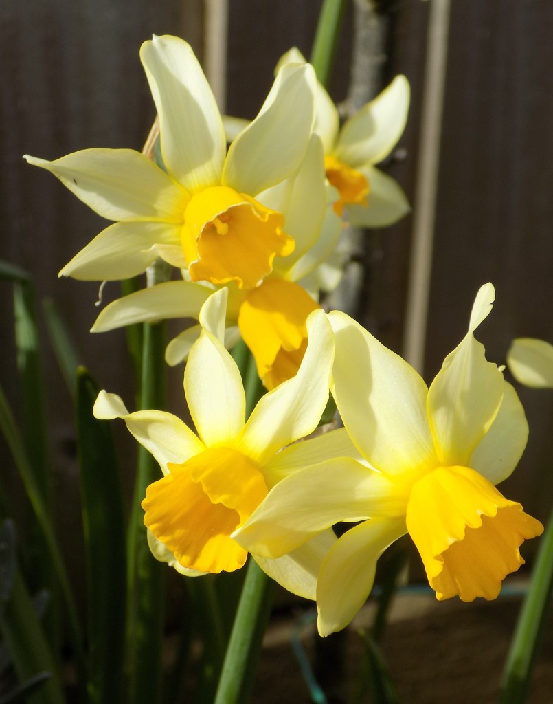 Daffodils by flowerfairyann