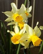 31st Mar 2015 - Daffodils