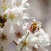 Bee with Saddle Bags while on Cherry Tree Tour by darylo