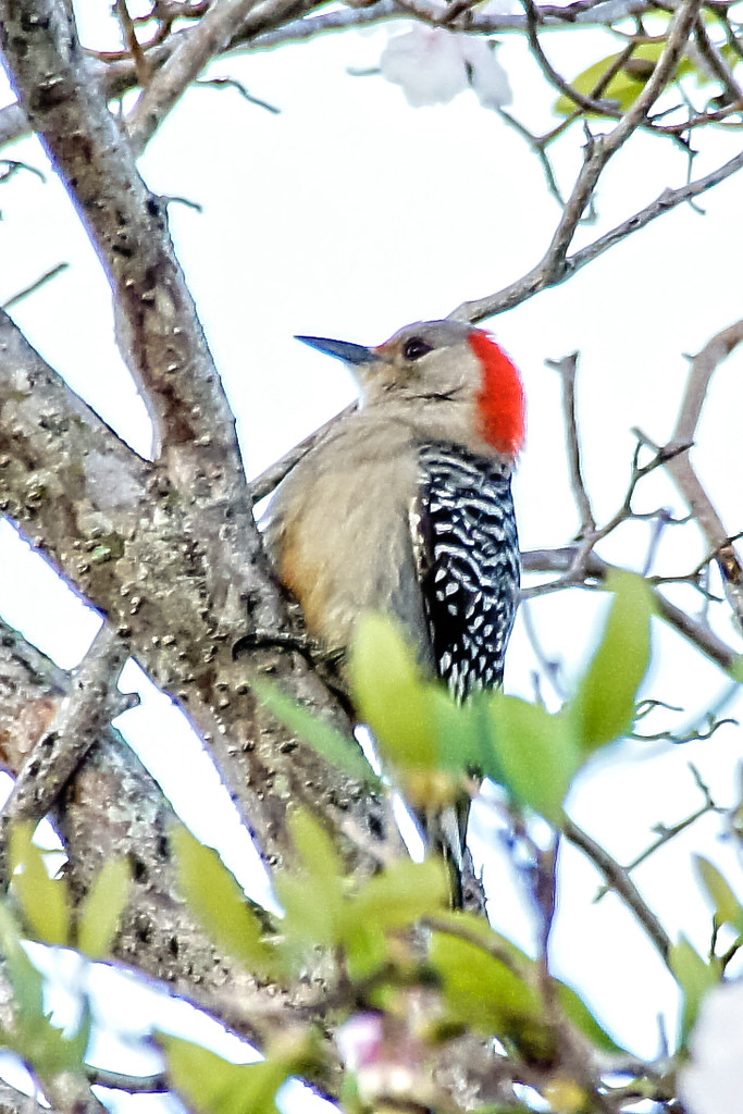 Woodpecker by danette