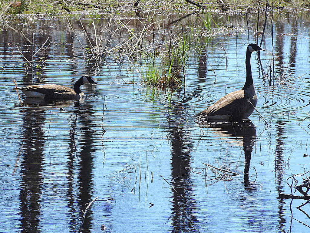Geese in a wetland by homeschoolmom