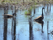 31st Mar 2015 - Geese in a wetland
