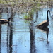Geese in a wetland by homeschoolmom