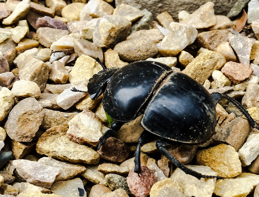 Dung Beetle  by salza