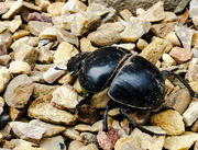 29th Mar 2015 - Dung Beetle 