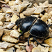 Dung Beetle  by salza