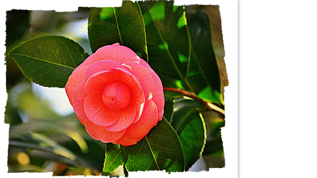 The Last Camelia Blossom by peggysirk