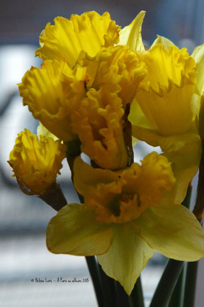 daffodils by parisouailleurs
