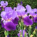 Purple Beauty by lynne5477