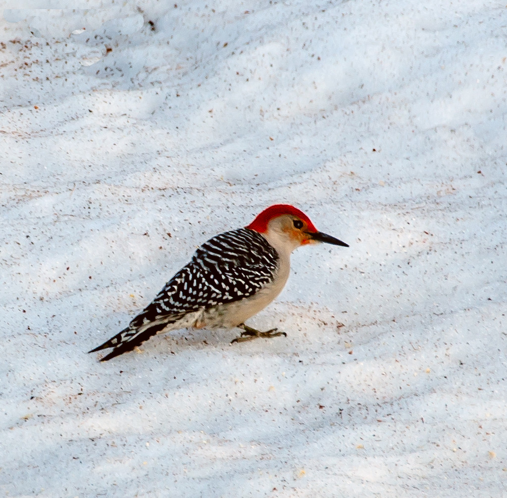 Red bellied woodpecker - first ever sighting! by joansmor
