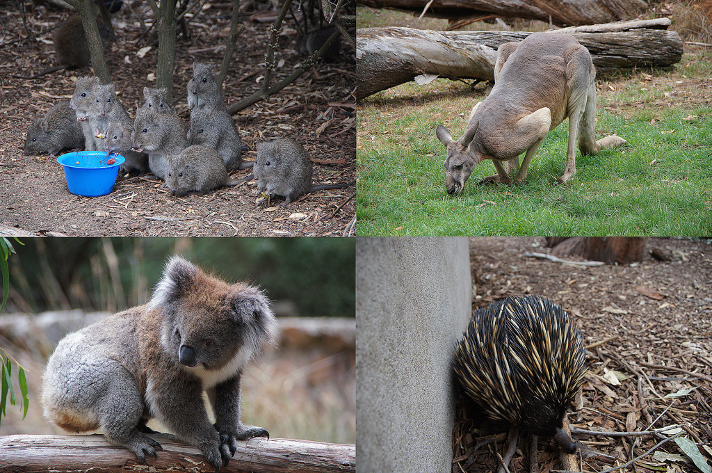Australia Trip - Day 21 by jawere