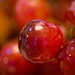 Juicy Red Grapes  by epcello