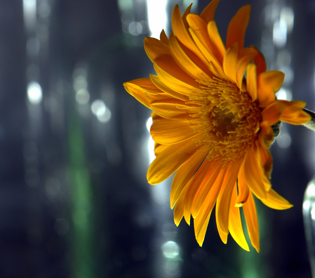 Yellow with bokeh by jayberg