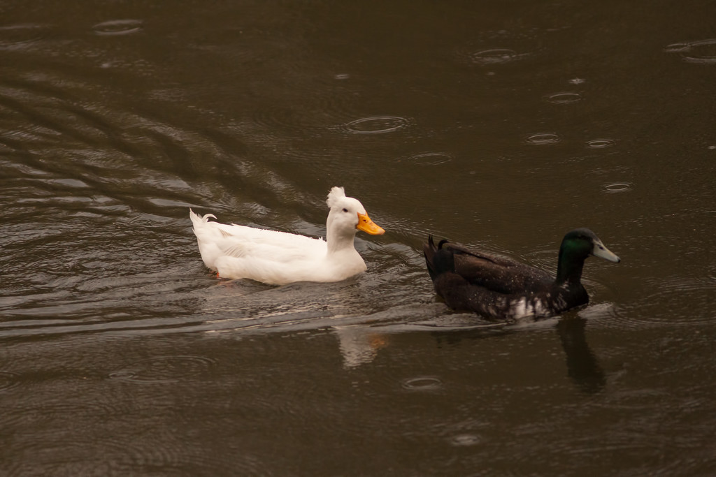 Ducks in the rain_0125 by rontu