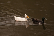30th Mar 2015 - Ducks in the rain_0125