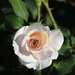 Our First Rose of 2015, the "John F. Kennedy" Hybrid Tea Rose by markandlinda