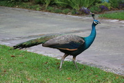 30th Mar 2015 - Peacock