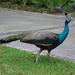 Peacock by ingrid01