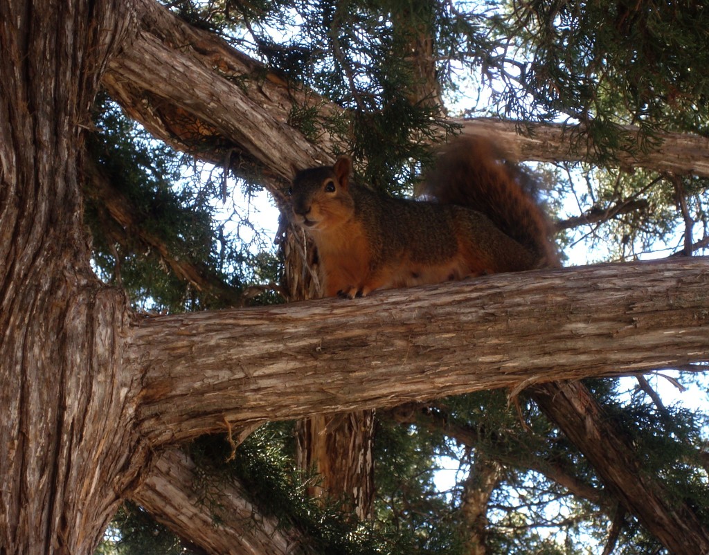 Squirrel by mcsiegle