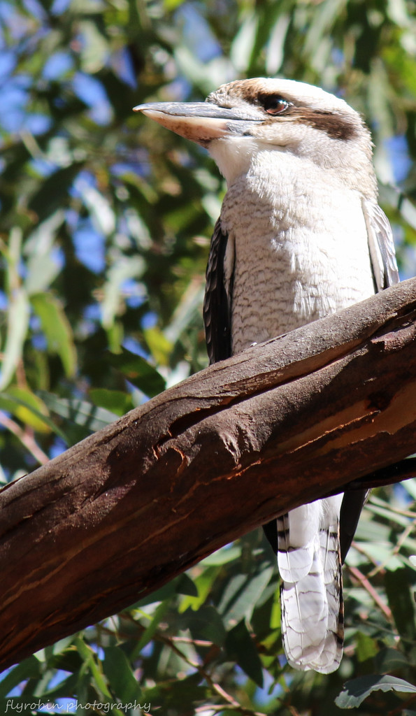 Iconic kookaburra by flyrobin