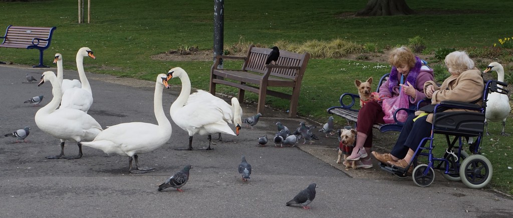 feeding the swans by quietpurplehaze