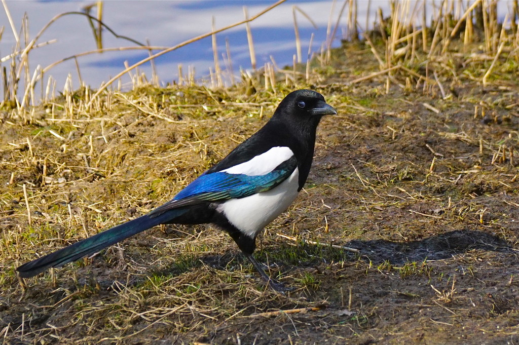 WELSH MAGPIE by markp