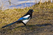 30th Mar 2015 - WELSH MAGPIE