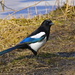 WELSH MAGPIE by markp