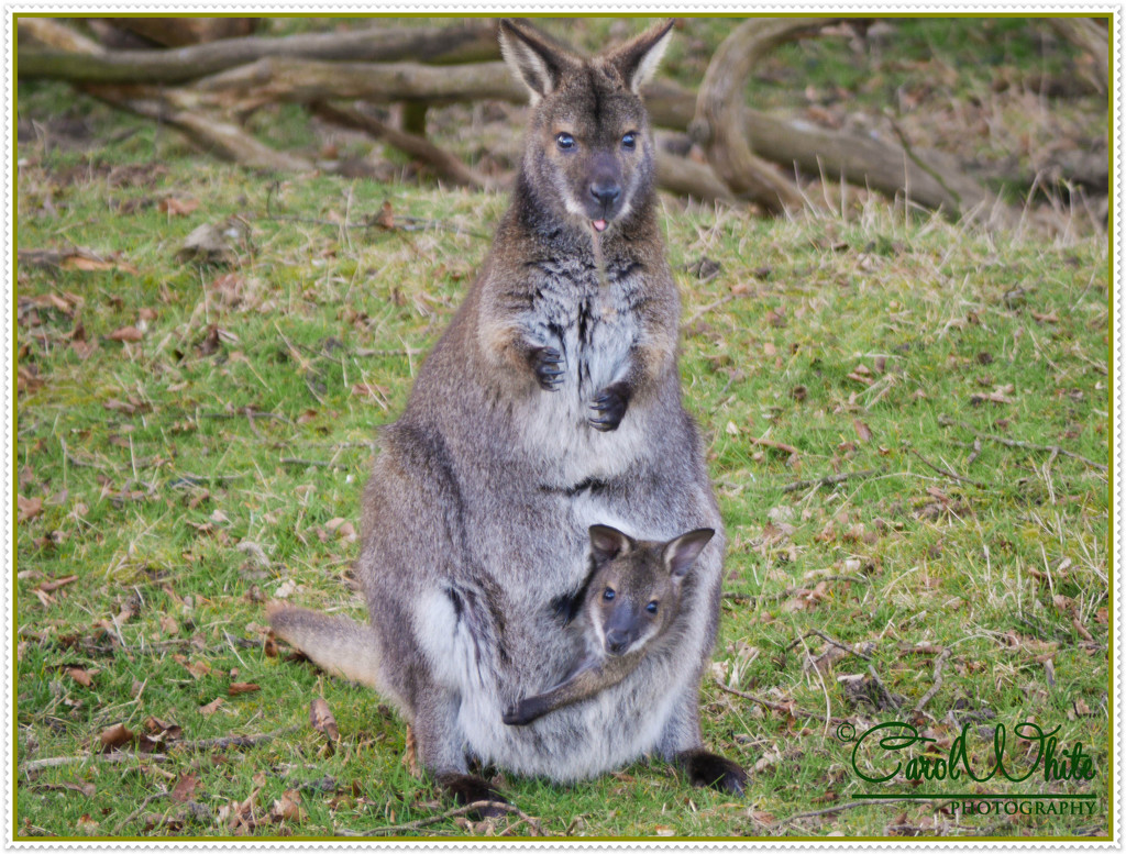 Wallaby And Joey by carolmw