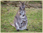 1st Apr 2015 - Wallaby And Joey