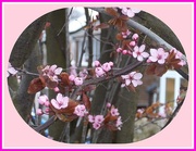 1st Apr 2015 - Pink blossom
