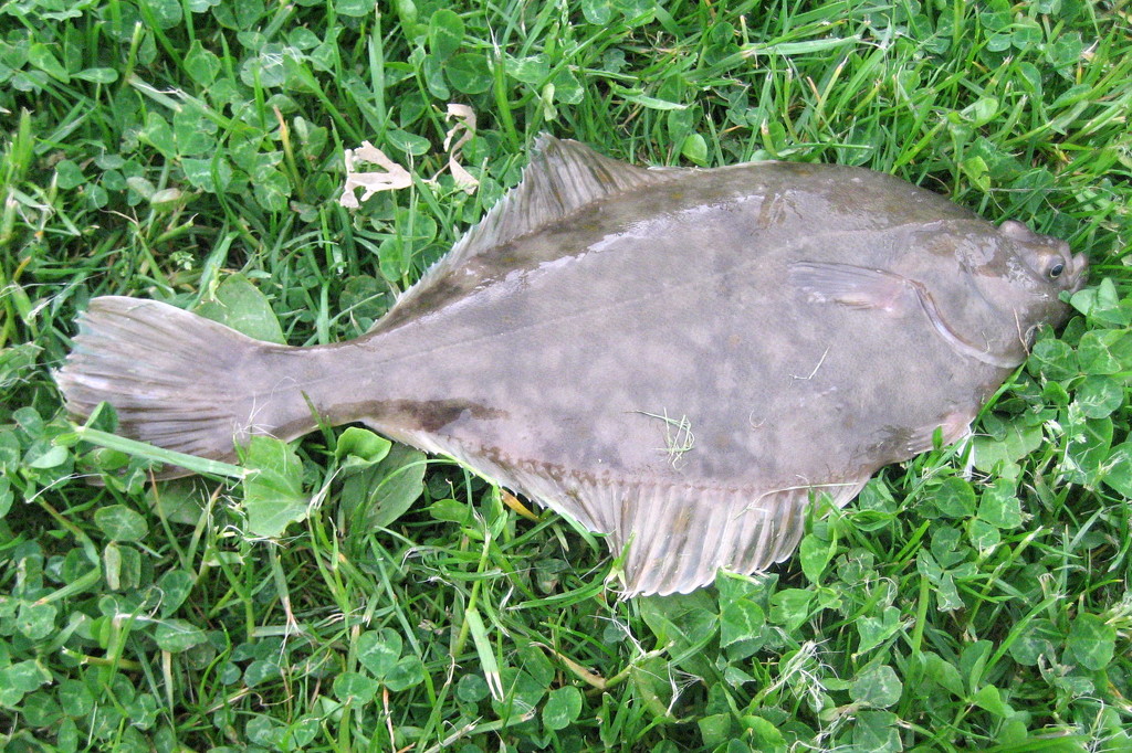 Flounder by steveandkerry