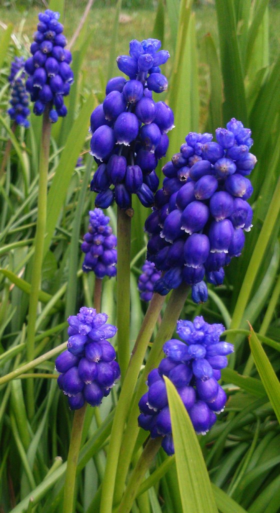 Grape hyacinths  by plainjaneandnononsense
