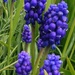 Grape hyacinths  by plainjaneandnononsense