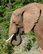 28th Mar 2015 - Elephant