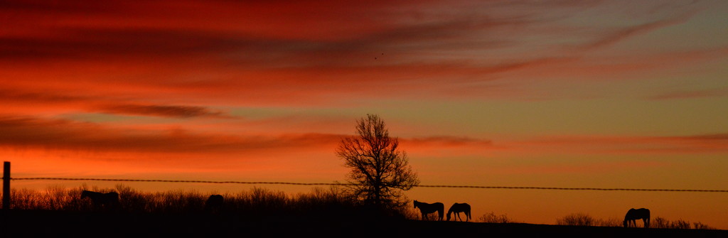 Horizon by kareenking