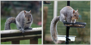 1st Apr 2015 - Cheeky Squirrel -3