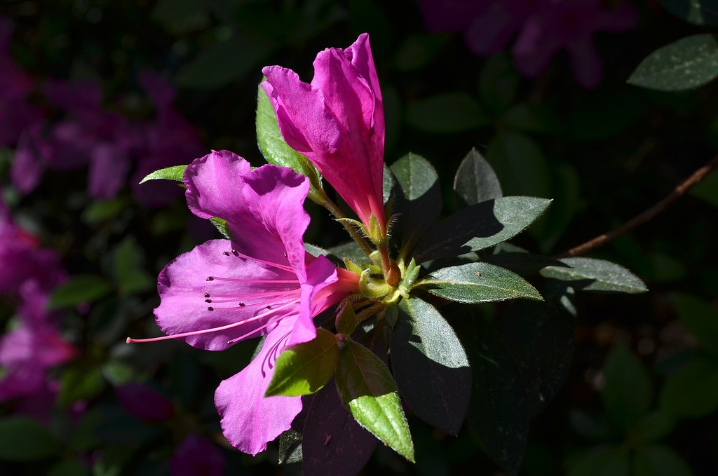 Azaleas are nearing peak bloom in the Charleston area by congaree