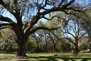 1st Apr 2015 - Live oaks, Charles Towne Landing State Historic Site, Charleston, SC