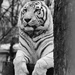 Black & White Tiger by leonbuys83