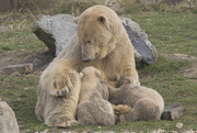 25th Mar 2015 - Mama Bear