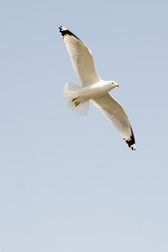 Gull in Flight by rminer