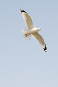 1st Apr 2015 - Gull in Flight