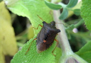 31st Aug 2013 - Forest shield bug