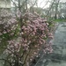 blooming magnolia & cat by zardz