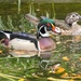 One duck, Two ducks by lynne5477