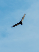 1st Apr 2015 - Turkey Vulture (watch you pets)